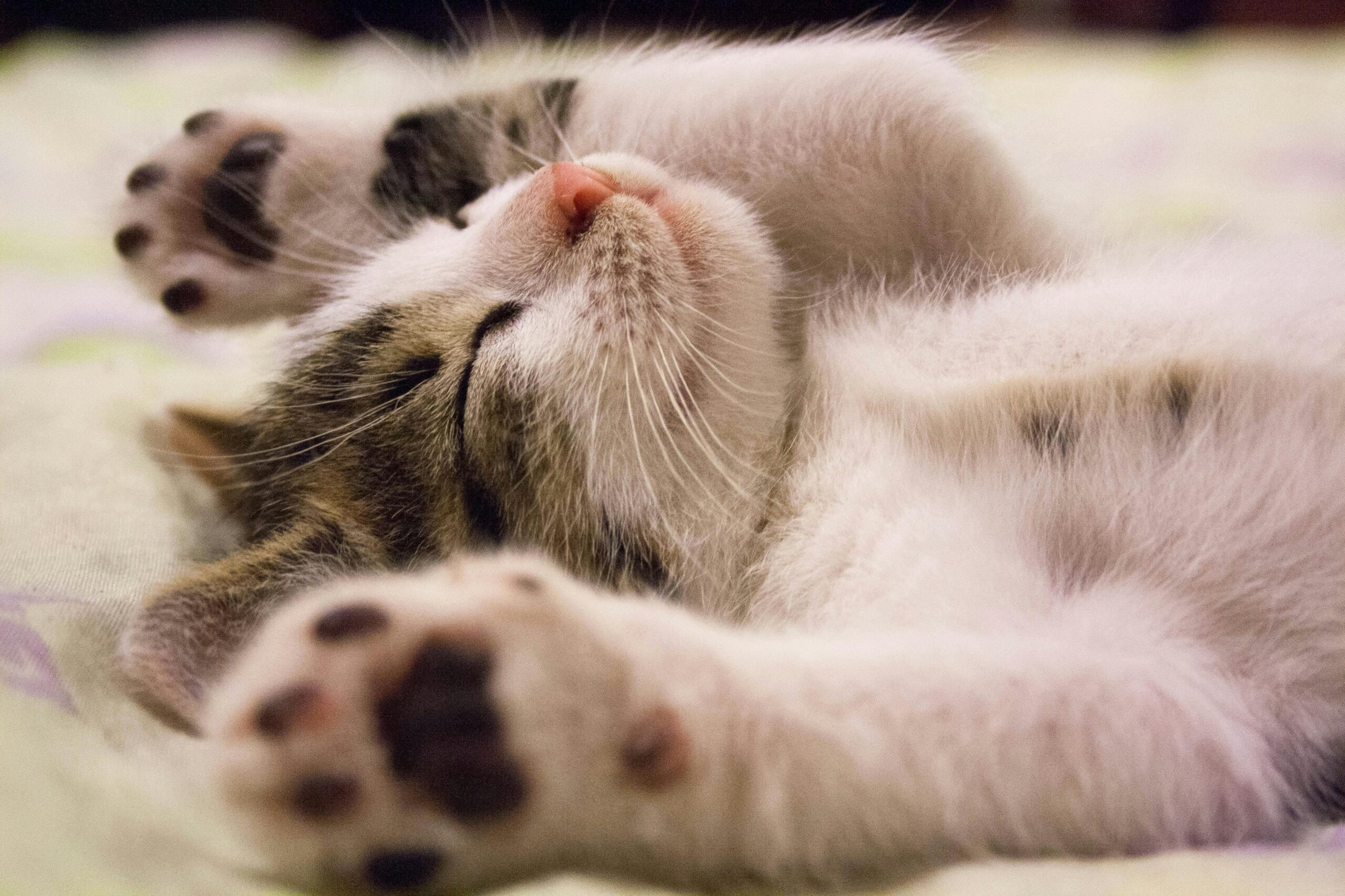 A close-up shot of a cute kitten sleeping peacefully on a soft surface.