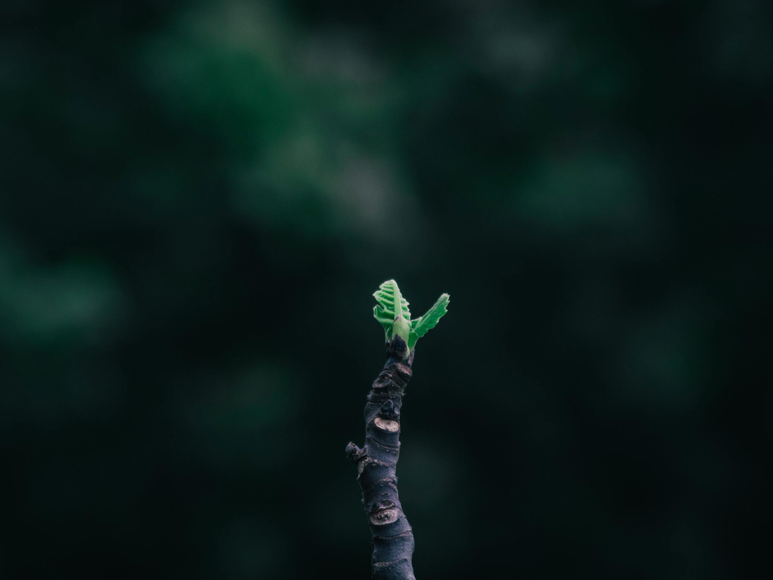 A striking image capturing a fresh leaf emerging from a branch against a dark background.